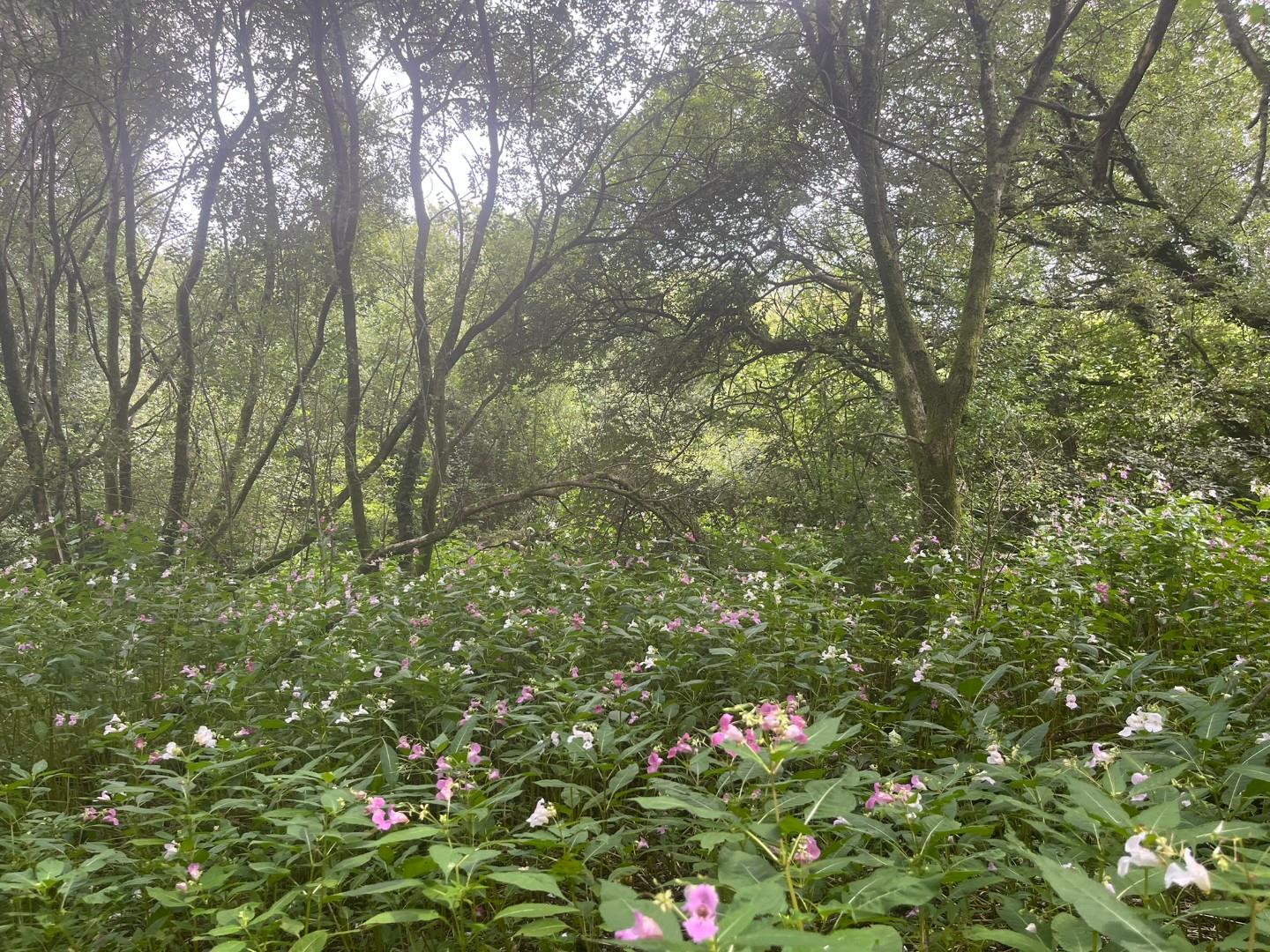 Land Rear of Heol Faen, Mission Road Maesteg, CF34 0ND